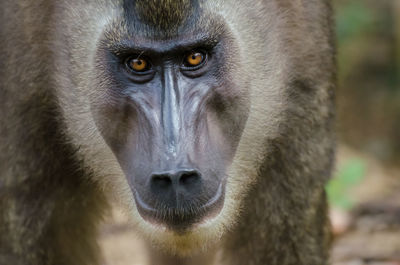 Close-up portrait of monkey