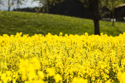 Scenic view of oilseed rape field