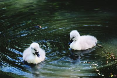 Swans swimming in lake