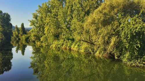 Scenic view of lake in forest