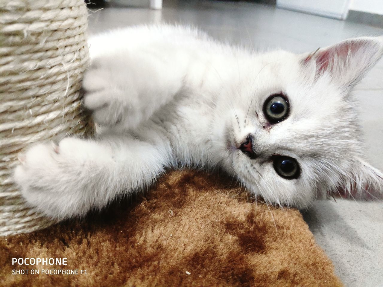 CLOSE-UP OF CAT LYING DOWN