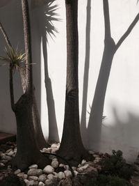 View of palm trees on field