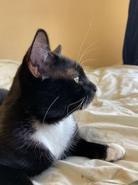 Close-up of a cat looking away