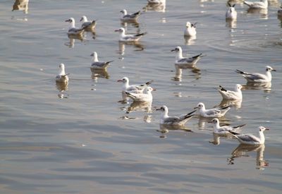 Flock of seagulls in lake