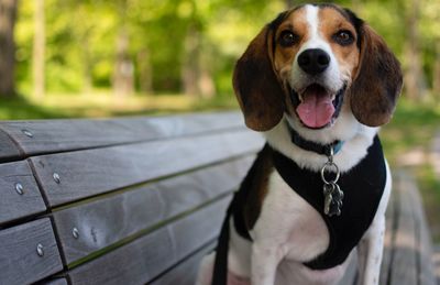 Close-up of dog looking away