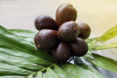 Close-up of berries growing on tree