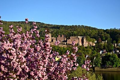 Scenic view of flowering plants and trees against clear blue sky
