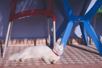 Cat in the blue city of chefchaouen old town, a popular tourist destination in morocco.