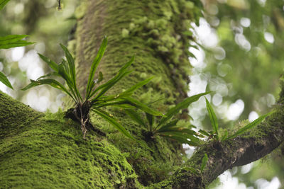 Close-up of moss growing on tree trunk