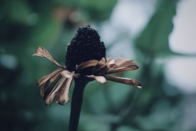 Close-up of wilted flower against blurred background