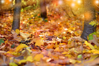 Close-up of fallen maple leaves on tree