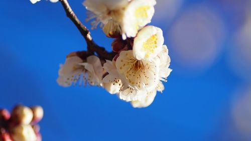 Close-up of white flowers blooming against blue sky