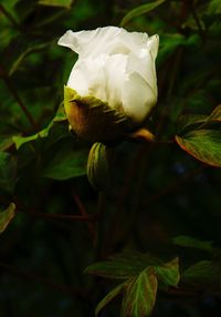 Close-up of rose plant