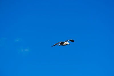 Low angle view of seagull flying in sky