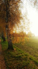 Trees on field during autumn