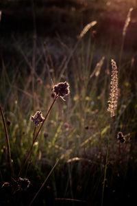 Close-up of wilted flower on field