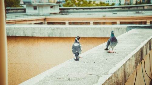 Two birds perching on retaining wall