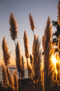 Close-up of stalks in field against sunset sky