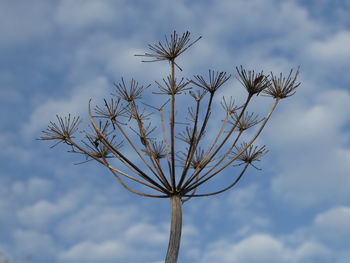 Low angle view of plant against sky