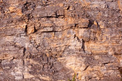 Full frame shot of tree trunk