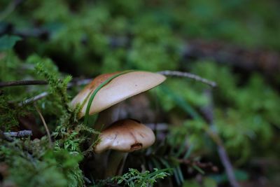 Close-up of mushroom growing on field