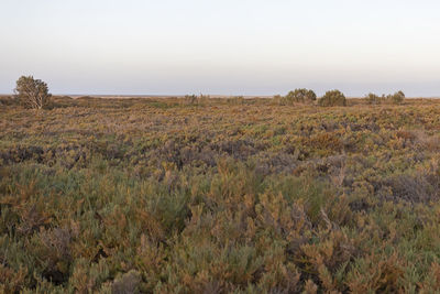 Scenic view of field against clear sky