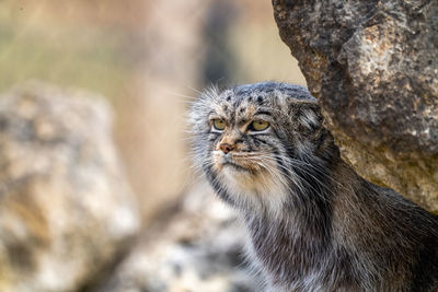 Close-up of a pallas cat observing surroundings