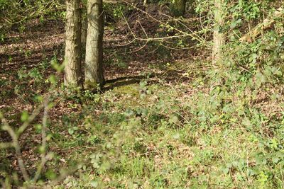 Trees in forest