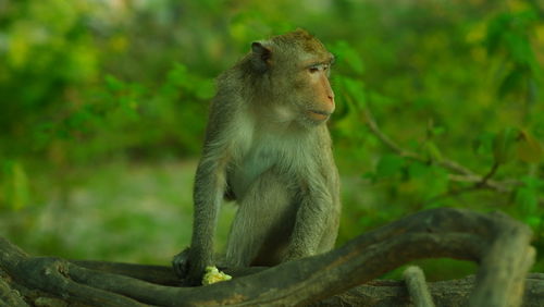 Monkey sitting on tree