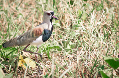 Close-up of bird walking on grass