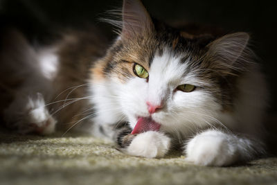 Fluffy cat licks his hair with his tongue