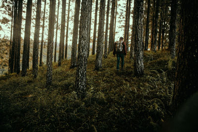 View of pine trees in forest