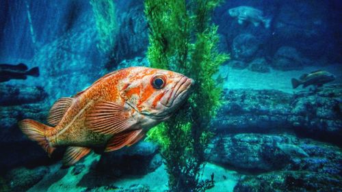 Fish swimming in sea