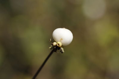 Close-up of insect on plant