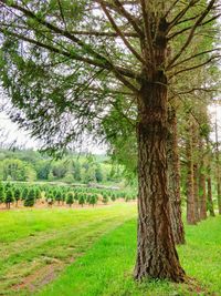 Trees on grassy field