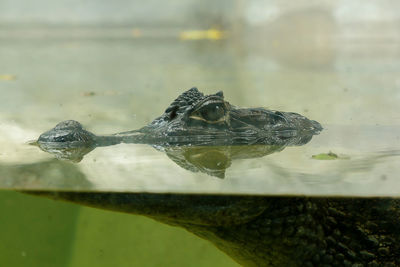 Crocodile is in the water is the rank of reptiles 