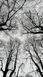 Low angle view of silhouette bare tree against sky