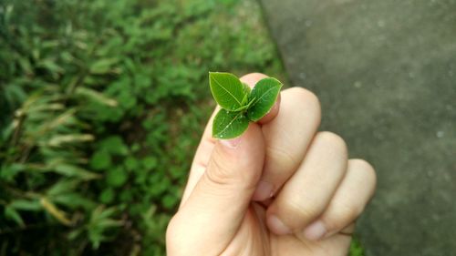 Close-up of cropped hand holding plant