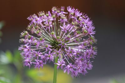 Close-up of purple flowers