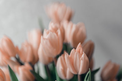 Valentine's day or mothers day tulip flowers apricot color