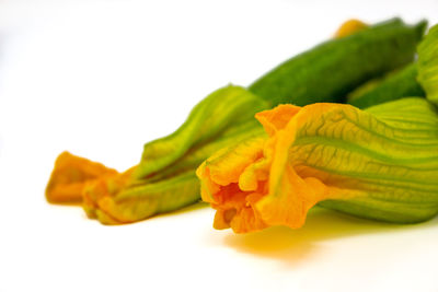 Close-up of yellow rose against white background