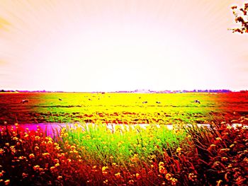 Scenic view of field against clear sky