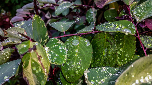 Close-up of wet plant leaves during rainy season