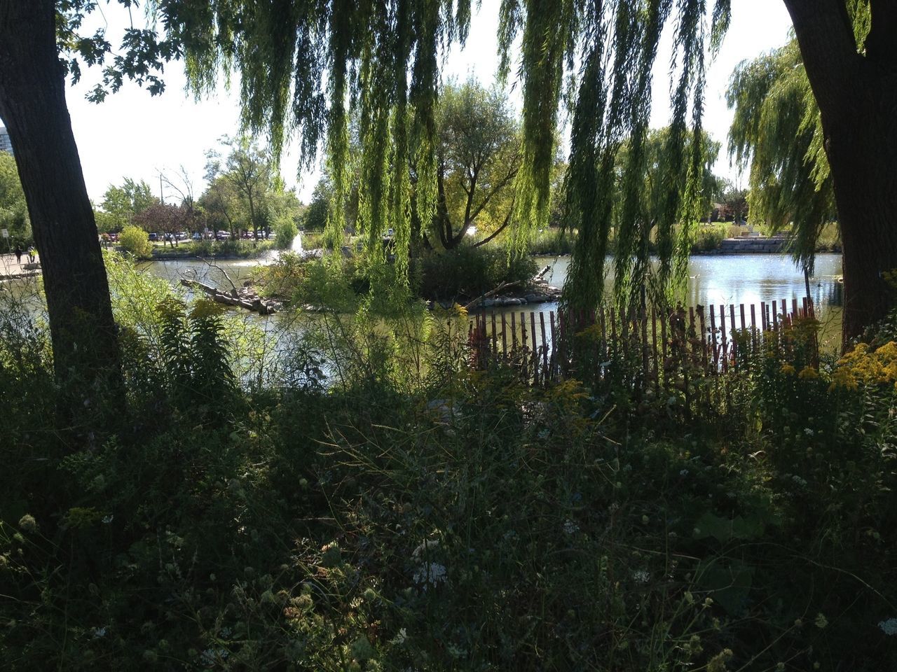 tree, water, tranquility, tranquil scene, lake, growth, nature, scenics, beauty in nature, tree trunk, reflection, branch, plant, idyllic, lakeshore, river, day, sunlight, green color, outdoors