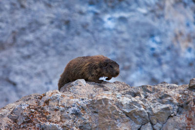 Marmot on a rock