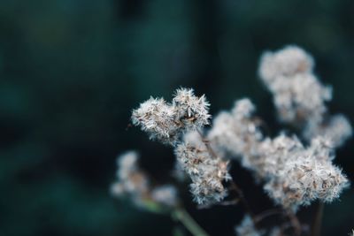 Close-up of dried plant