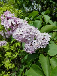 Close-up of hydrangea blooming outdoors