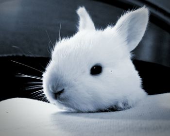 Close-up of white dog