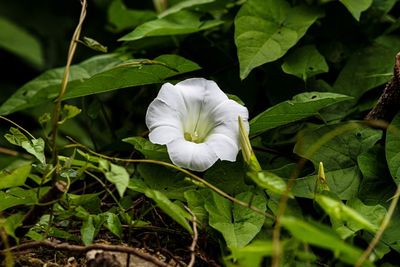 Close-up of white flowering plant