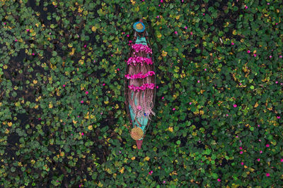 View of purple flowering plant on land